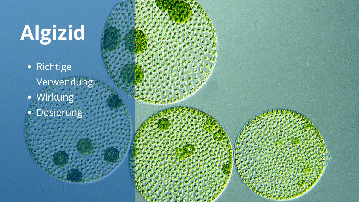 Algizid gegen Algen im Pool: Effektive Wasserpflege